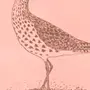 Птица кроншнеп раскраска