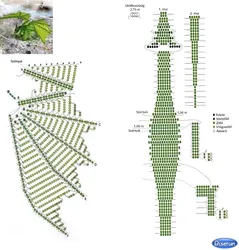 Дракон Из Бисера Параллельное Плетение