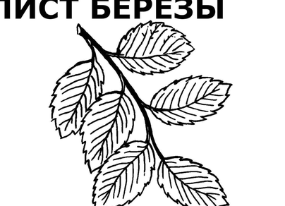 Лист березы раскраска
